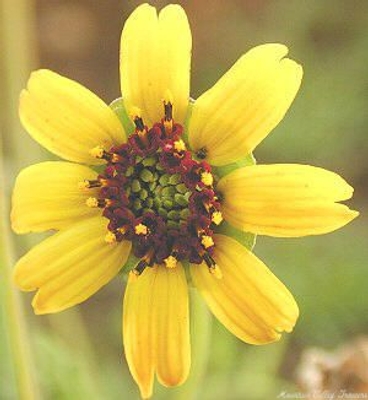 Chocolate Scented Daisy is included in the Kids Herb Garden