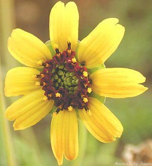 Chocolate Scented Daisy Flower