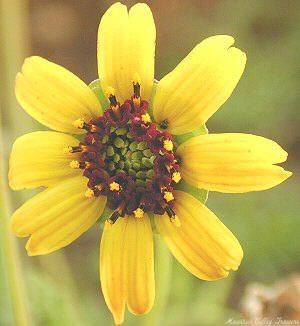 Pretty new Chocolate Daisy Flower