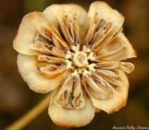 Seed head of Chocolate Scented Daisy