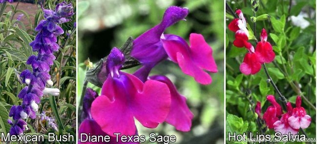 Bicolor Salvias