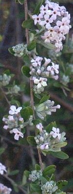 Fountain Butterfly Bush Branch