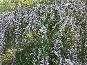 Buddleia alternifolia in bloom