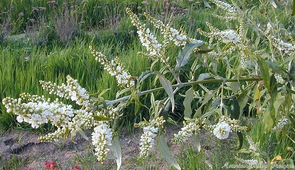 Beautiful flowers of the Winter Flowering Lilac Butterfly Bush