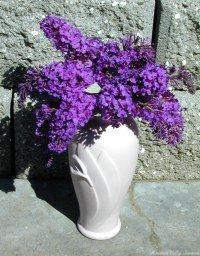 Image of Buddleia davidii in a vase