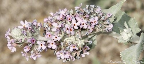 The fragrant flowers of the Himalayan Butterfly Bush