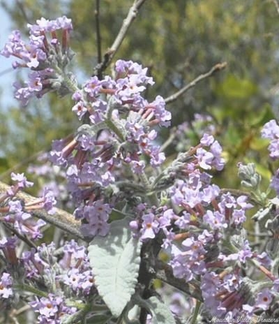 Giant Woolly Butterfly Bush