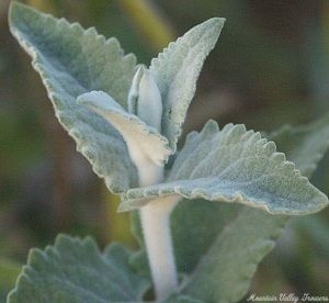 Himalayan Butterfly Bush Stem