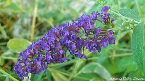 Black Knight Butterfly Bush flower.