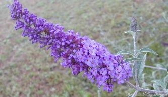 Close up of Dwarf Blue Butterfly Bush Flower Wand