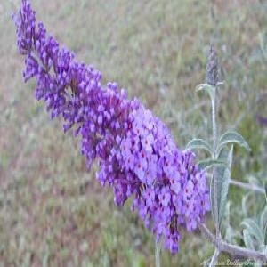 Dwarf Blue Butterfly Bush Flower