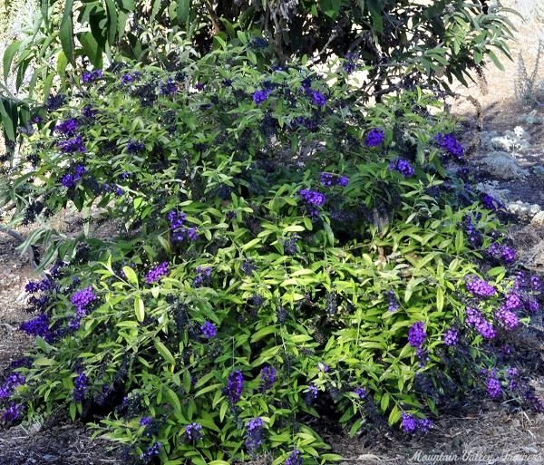 Beautiful maroon flowers of Evil Ways Butterfly Bush