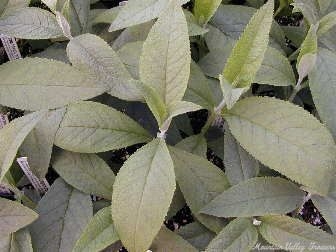 Golden Butterfly Seedlings