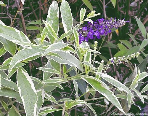 Harlequin Butterfly Bush with Flower