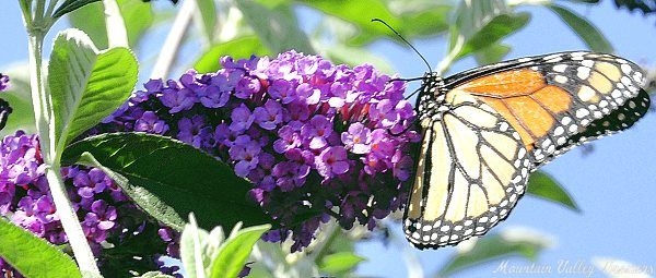 Royal Red Butterfly Bush and Monarch Butterfly
