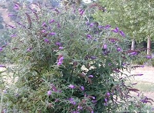 Young Twilight Butterfly Bush showing off its blooms.
