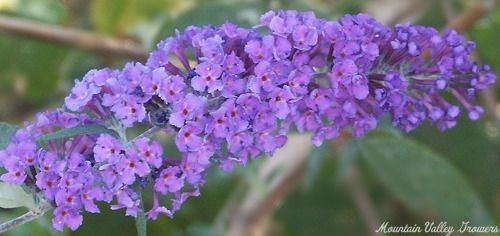 Twilight Butterfly Bush Flower