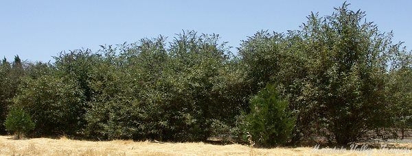 Butterfly Bush used as a hedge.