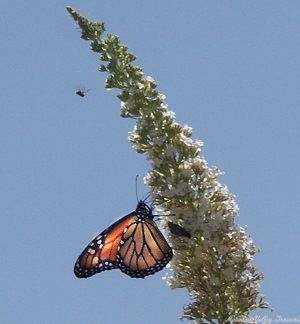 White Profusion with Butterfly