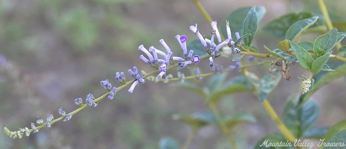 Beautiful Chinese Weeping Butterfly Bush Flower