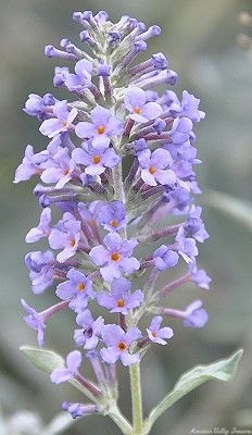 Lochnich Butterfly Bush