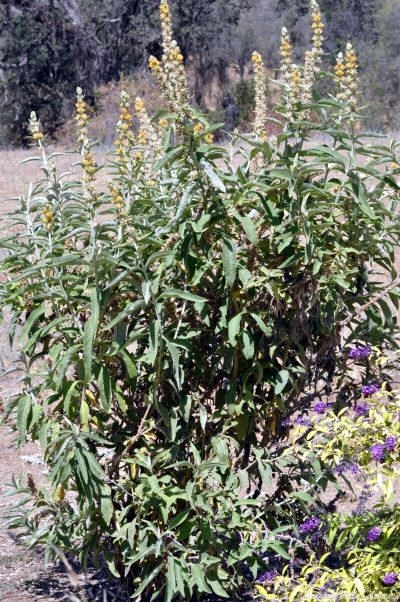  Orange Sceptre Butterfly Bush in Flower