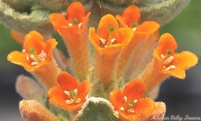 Close up of Orange Sceptre Butterfly Bush Flowers