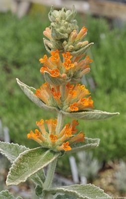 Orange Sceptre Butterfly Bush Flower Spike