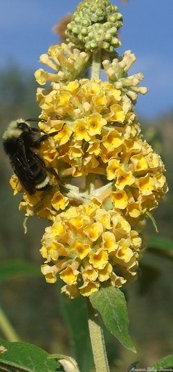 Flower spike of Sungold Butterfly Bush