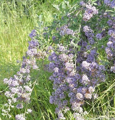 Hever Castle Butterfly Bush draping to the ground.