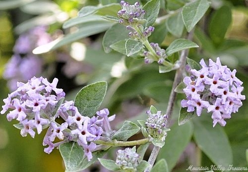 The fragrant flowers of the Hever Castle Butterfly Bush.