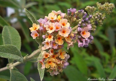 Buddleia x weyeriana BiColor Butterfly Bush