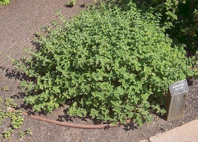 Basil Thyme Bush