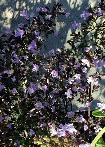 Calamintha nepeta flowers