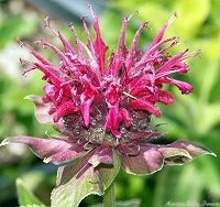 Red Bee Balm Flower