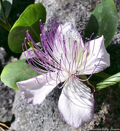 Caper Flower