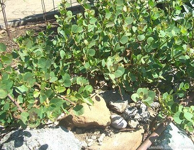 Caper bush growing in the rocks.