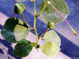  Caper Buds on The Stem