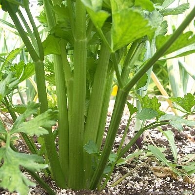 Celery ready to harvest