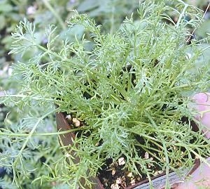 Roman Chamomile ready for shipping!