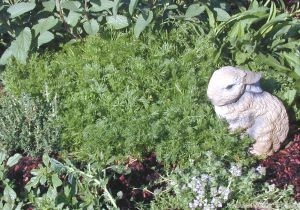 Roman Chamomile in the Garden