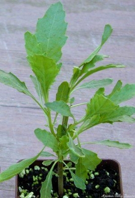 Chenopodium ambrosioides Epazote image