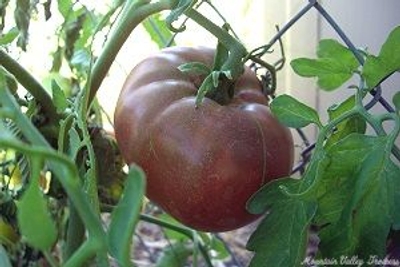 Solanum lycopersicum Cherokee Purple Tomato image