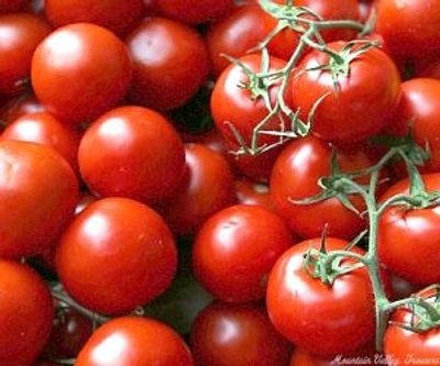 Solanum lycopersicum Sweet 100 Cherry Tomato image