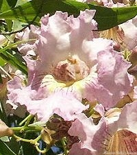 Chitalpa flower close up