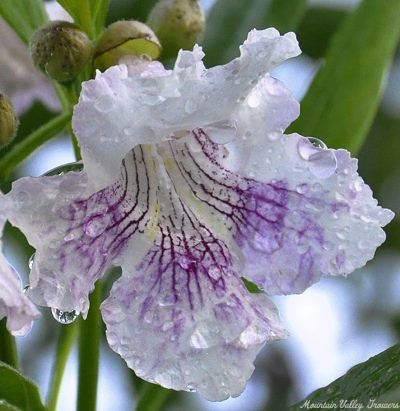 Chitalpa Morning Cloud Flower