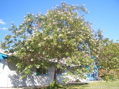 A Chitalpa is the perfect patio tree.