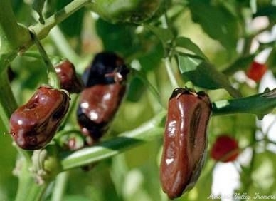 Chocolate Habanero