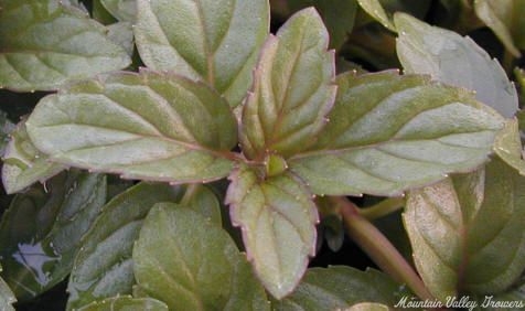 Ramp up tea time with Chocolate Mint