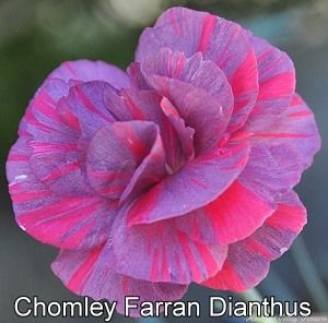 Chomley Farran Dianthus
